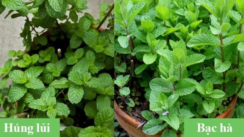 Cách nhận biết và phân biệt rau húng lủi với húng bạc hà qua hình dáng lá và mùi thơm đặc trưng